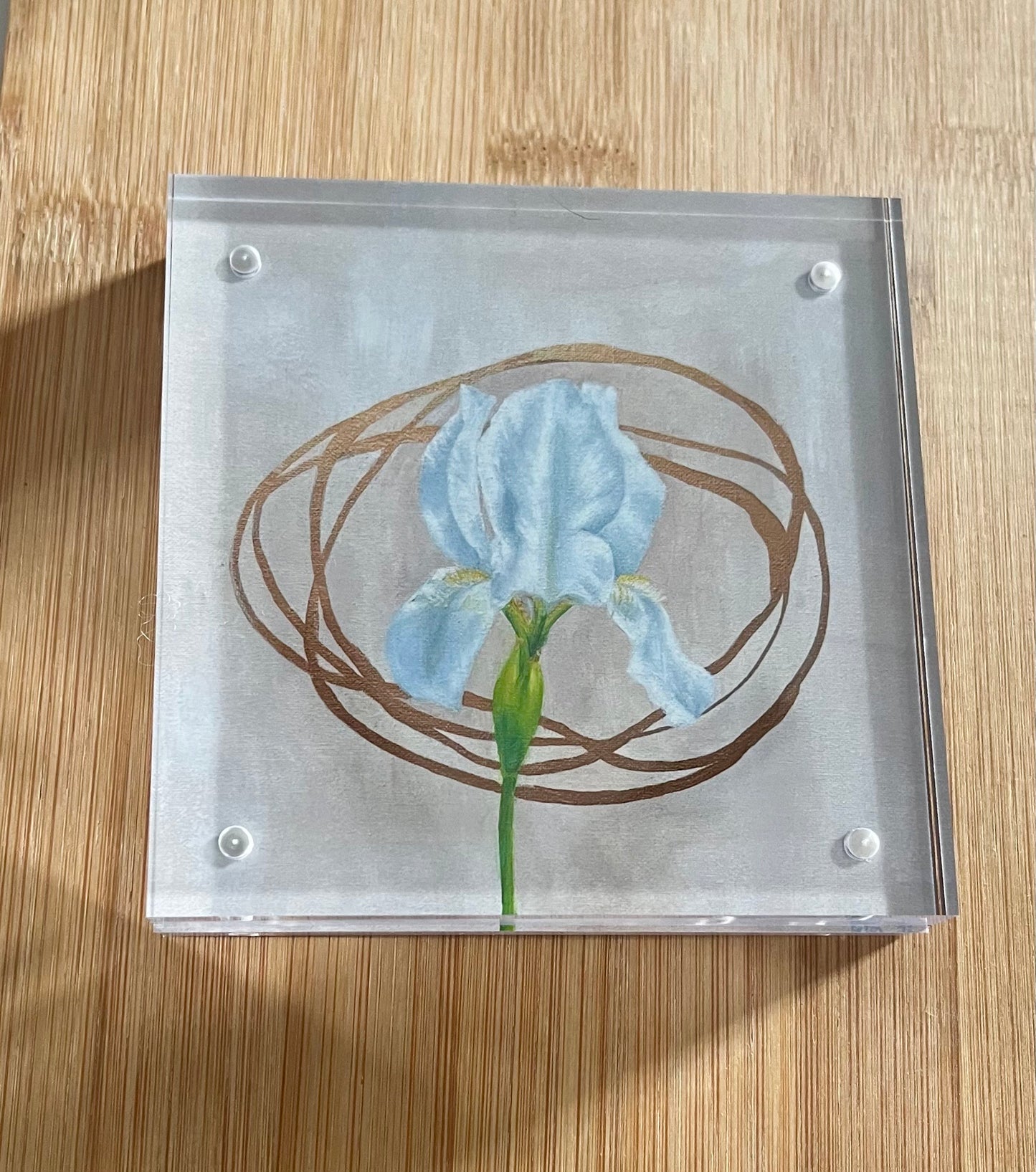 White Iris