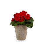 8 Inch Red Violet in Distressed Clay Pot