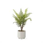 19 Inch Boston Fern in Cream Embossed Ceramic Pot w