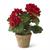 14 Inch Red Potted Geranium In Clay Pot