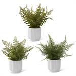Assorted 14 Inch Fern in White Ceramic Pots